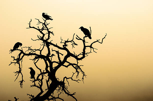 A dark and spooky tree with raven silhouettes on a foggy Halloween night