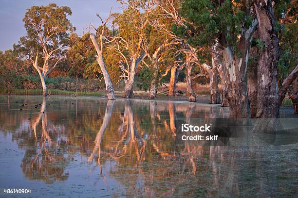 Morning Paradise Stock Photo - Download Image Now - Australia, Sunrise - Dawn, Tree