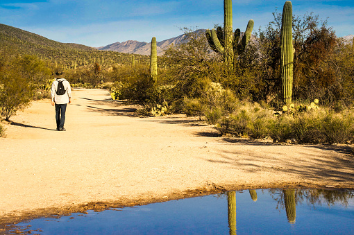 An early spring Arizona landscape in morning light with saguaro cactus reflected in a large puddle at the bottom of the frame. A man hikes in the distance. Shot in Saguaro National Park in Tucson, Arizona. Some copy space in the sky.