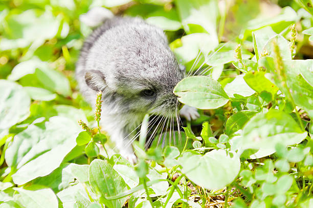 istock Little grey baby chinchilla 486143574