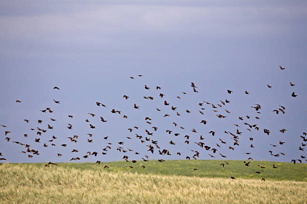 istock Flock of Black Birds in Flight 486143920