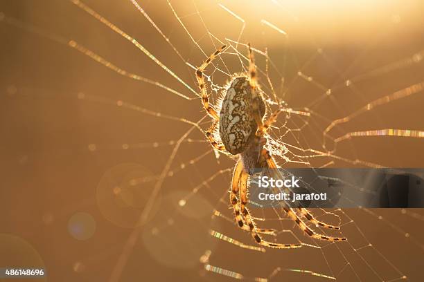 Araña En La Web En Sunrise Foto de stock y más banco de imágenes de 2015 - 2015, Animal, Aracnofobia