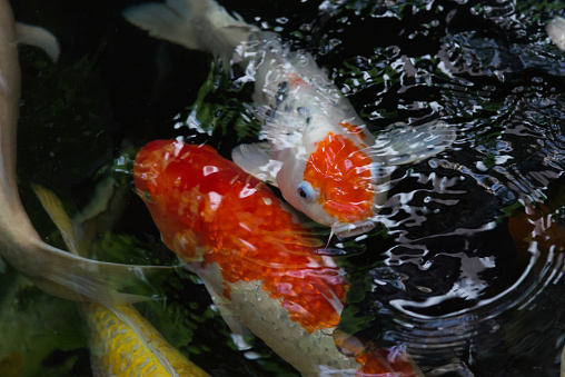 Koi fish