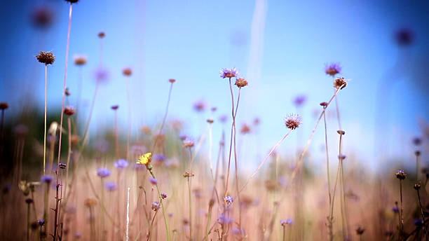 istock picture of a beautiful meadow during summerday 486149410
