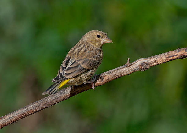 istock European greenfinch, or just greenfinch (Chloris chloris) 486149572