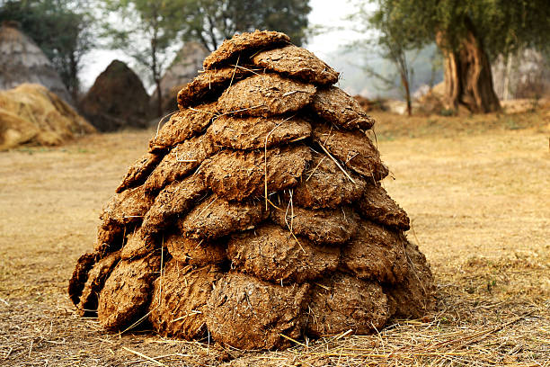 Cow Dung Cakes Stock Photo - Download Image Now - Animal Dung, India, 2015  - iStock