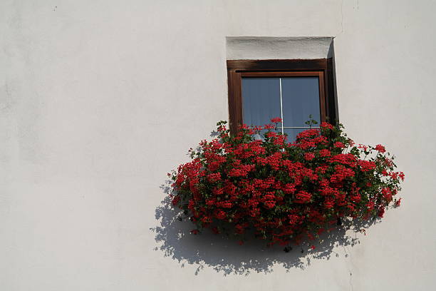 Geraniums at a window in the summer stock photo