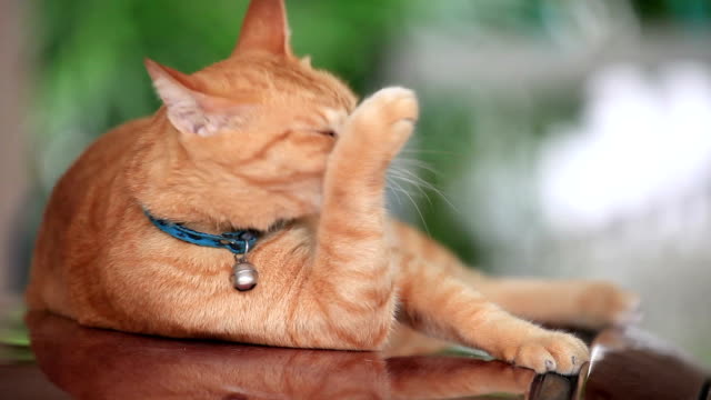 Orange colored cat lick its body to clean itself.