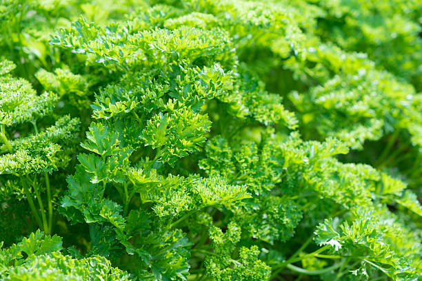 istock Fresh parsley leaves 486153296