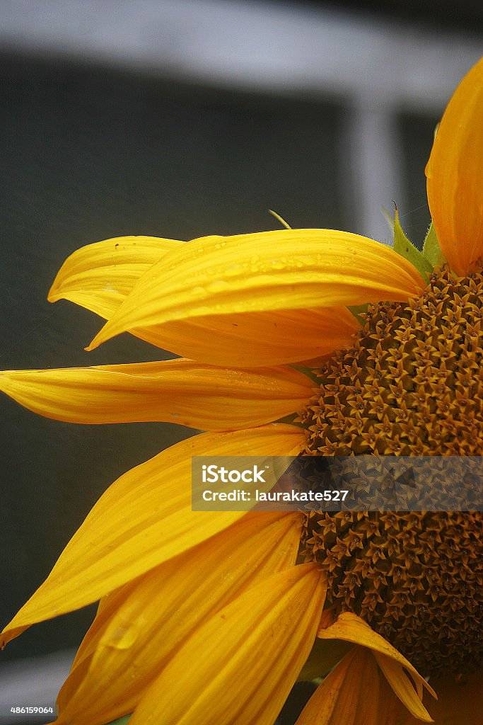 Sunflower in the rain A single sunflower in the rain. 2015 Stock Photo