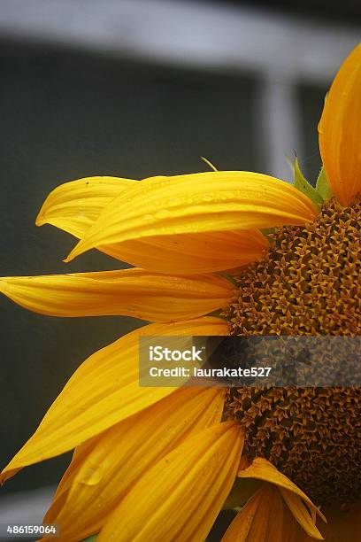 Sunflower In The Rain Stock Photo - Download Image Now - 2015, Blossom, Bunch of Flowers