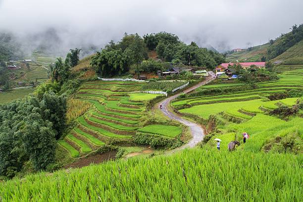 istock Rice fields on terraced in rainny season 486162088