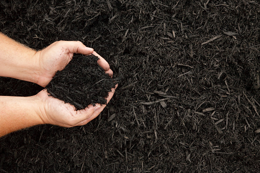 Hands displaying a handful of dark wood bark mulch