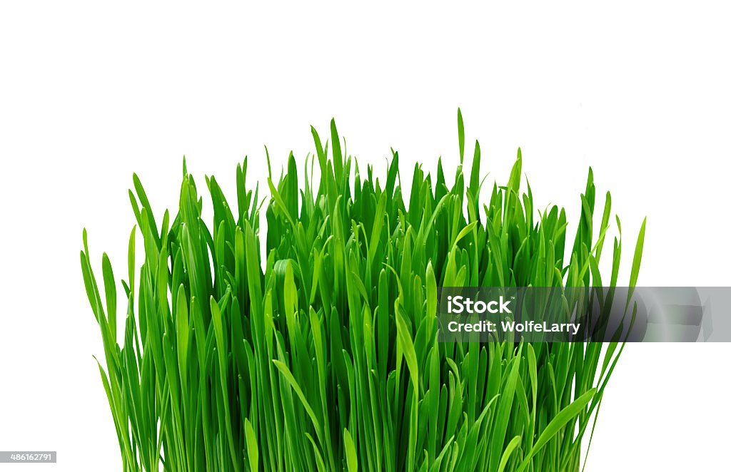 Verde hierba sobre fondo blanco - Foto de stock de Botánica libre de derechos