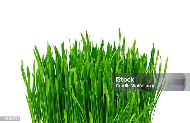 Verde Hierba Sobre Fondo Blanco Foto de stock y más banco de imágenes de Botánica - Botánica, Clorofila, Crecimiento