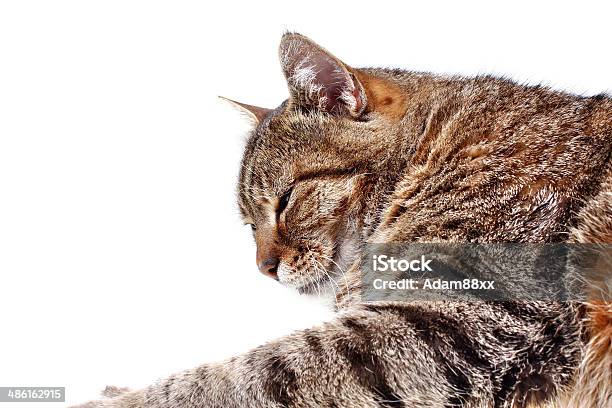 Sleepy Cat Foto de stock y más banco de imágenes de Acostado - Acostado, Animal, Animal doméstico