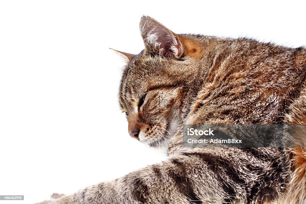Сонная кошка - Стоковые фото Белый роялти-фри