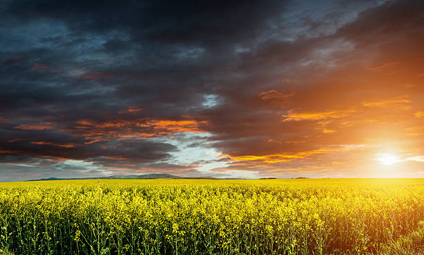 istock Huge canola,colza,rape field before storm with  beautiful clouds 486163263