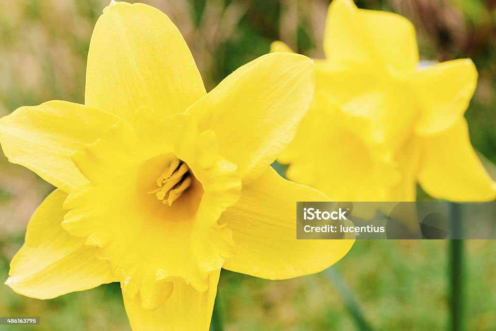 Daffodils Close-up of two beautiful daffodils in a natural setting with a dreamy tone. AdobeRGB colorspace. Beauty In Nature Stock Photo