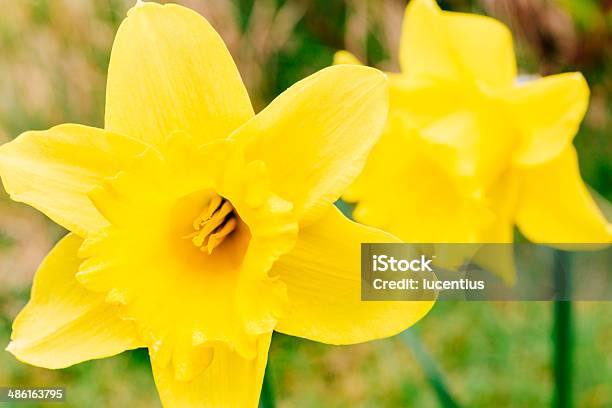 Daffodils Stock Photo - Download Image Now - Beauty In Nature, Close-up, Copy Space