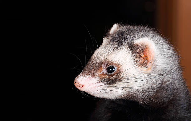 istock Portrait of sable Ferret 486164221