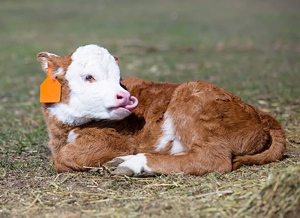 히어 포드 캘프 - field hereford cattle domestic cattle usa 뉴스 사진 이미지