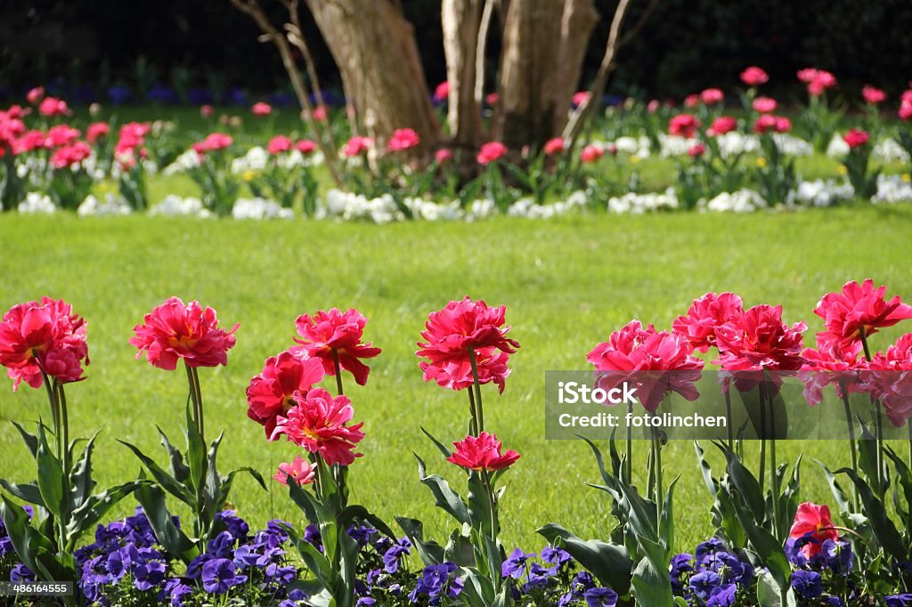 Garten im Frühling - Lizenzfrei Baum Stock-Foto