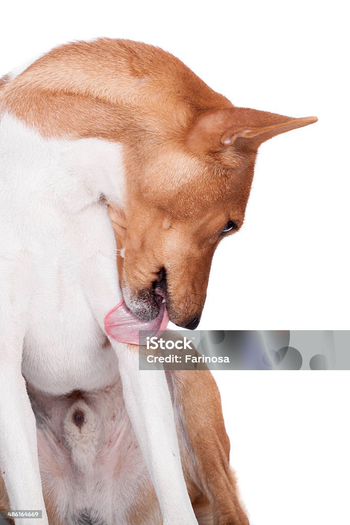 Basenji dog isolated on white Pranksome red basenji isolated on white background Affectionate Stock Photo
