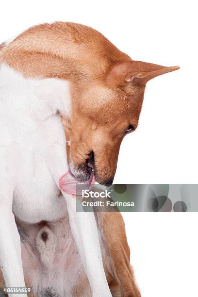 Basenji Dog Isolated On White Stock Photo - Download Image Now - Affectionate, Alertness, Animal