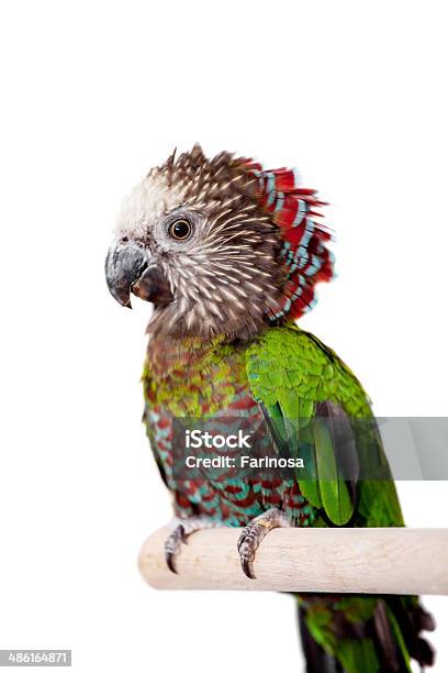 Hawkheaded Parrot Stock Photo - Download Image Now - Animal, Animal Wildlife, Bird