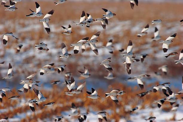 Snowbuntings voando sobre o campo - foto de acervo