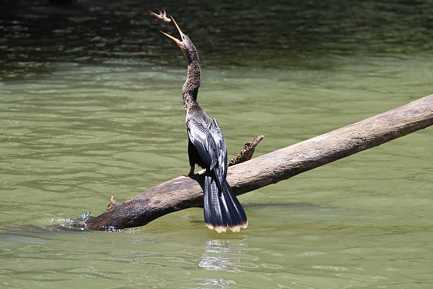 cormorán comer siluro - anhinga fotografías e imágenes de stock