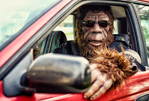 A Sasquatch Bigfoot gorilla type character driving a small car. Processed with a retro/vintage look. Suit is custom made with property release from creator.