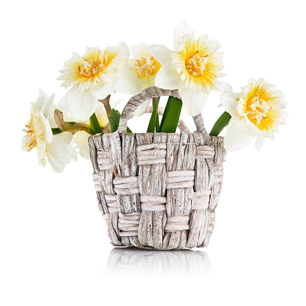 istock Yellow spring flowers in wicke basket 486166909