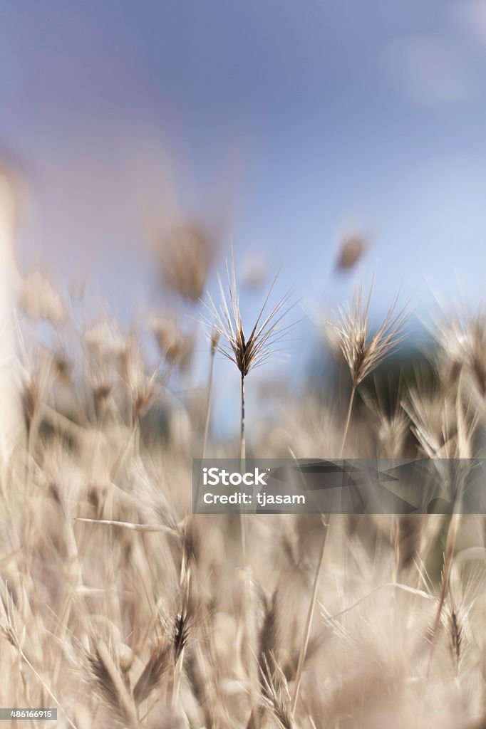 개척시대의 잔디 - 로열티 프리 0명 스톡 사진