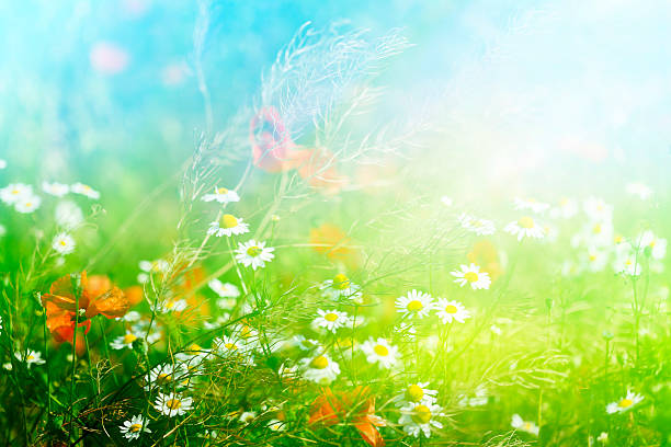 istock Beautiful Marguerites Against The Sun 486167175