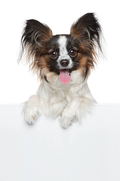istock Happy dog above white banner 486167401