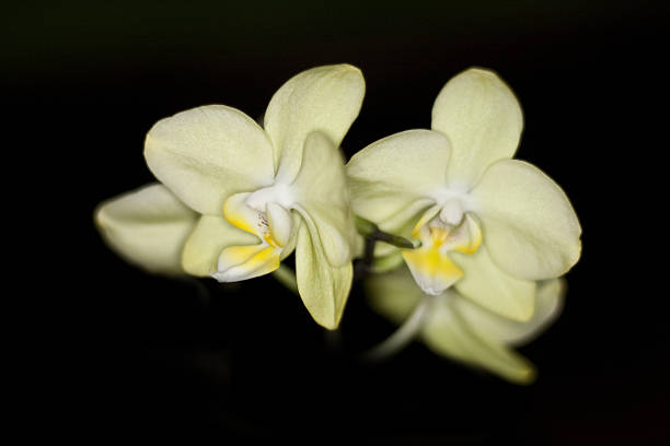 istock yellow orchid on black background 486167673