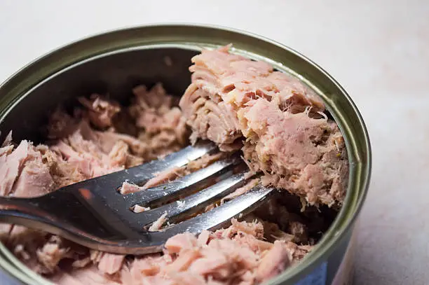 Some canned tuna, a very healthy addition to any diet. A fork is being used to pick up some tuna chunks.