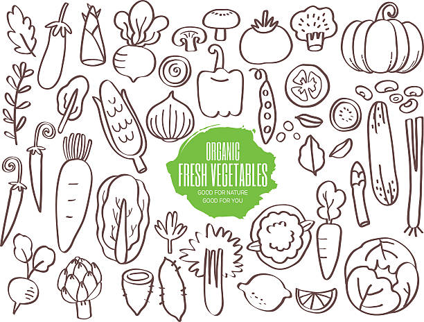 satz von gemüse und kritzeleien - salad vegetable pumpkin broccoli stock-grafiken, -clipart, -cartoons und -symbole