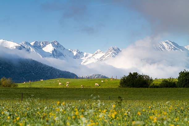 troupeau de moutons paissant dans les montagnes autrichiennes - mehrere tiere photos et images de collection