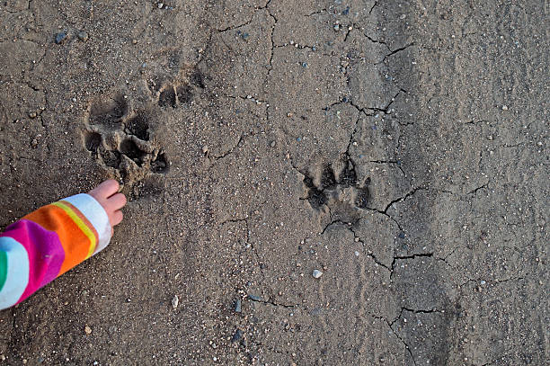 tracking estampados de animales - paw print animal track dirt track fotografías e imágenes de stock