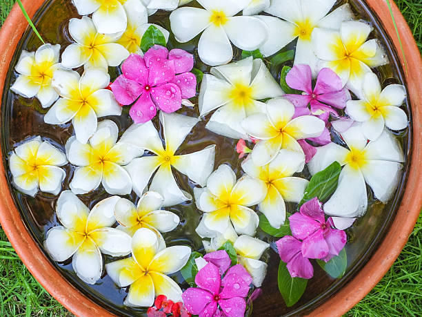 istock Floating frangipani flowers 486170383