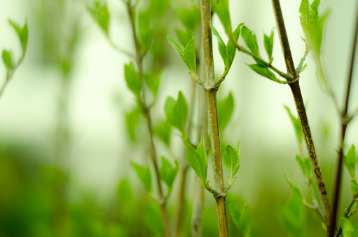 Spring buds leaves