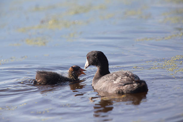 istock American Coot Waterhen 486175586