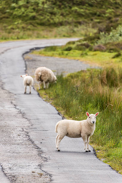 istock Sheep and lambs in the grasslands, Scotland 486175638