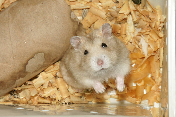istock Cute hamster in sawdust wooden house 486176166