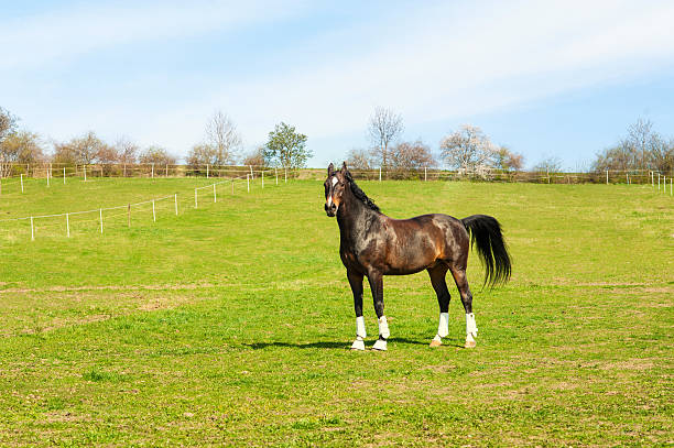 istock Purebred stallion in bandages standing on pasturage. Multicolored exterior image. 486180896