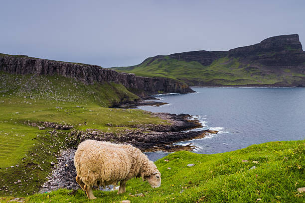 istock Sheep in Neist Point fields, isle of Skye, Scotland 486180938