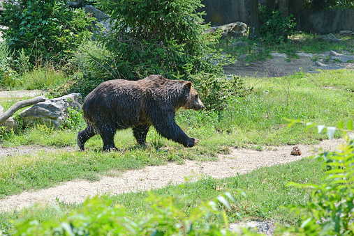 Grizzly bears, native to many areas in North America, have been pushed to the edge of their range to the more harsh environments in the Rocky Mountains in Canada and northern U.S. mountain states including and especially Alaska.